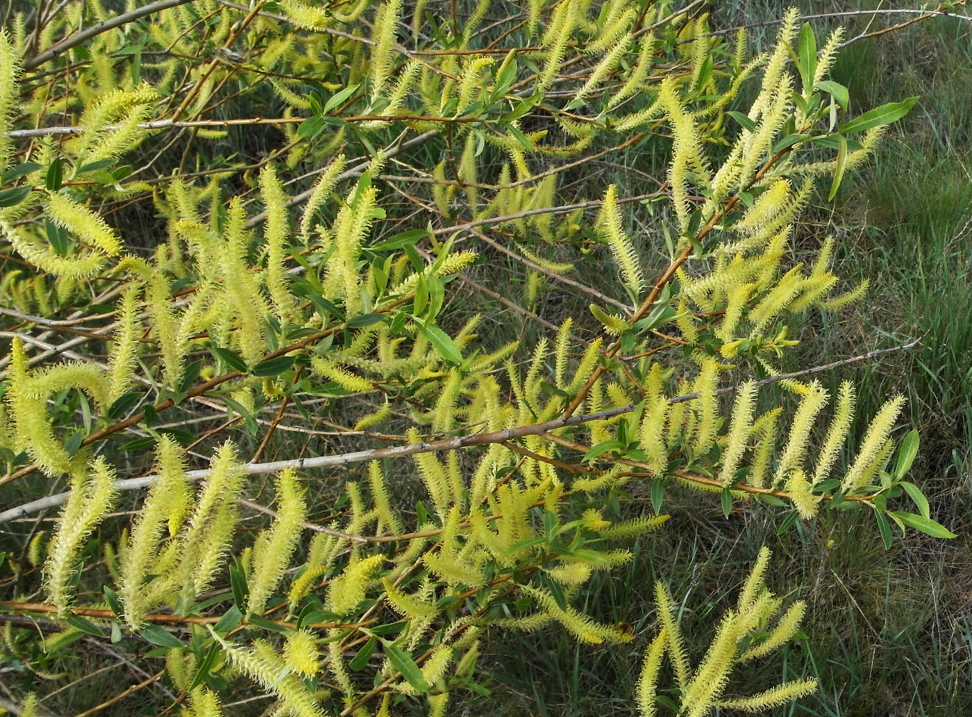 Image of Salix triandra specimen.