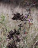 Origanum vulgare