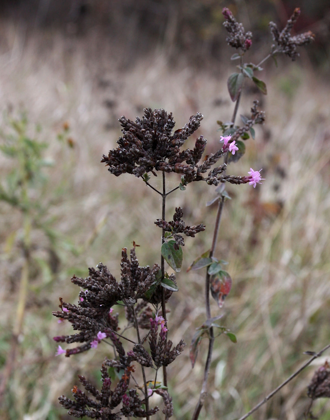 Изображение особи Origanum vulgare.