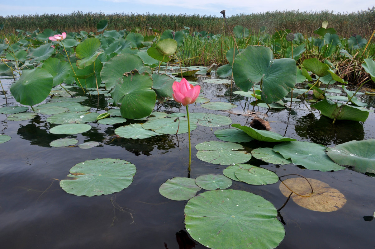 Изображение особи Nelumbo caspica.