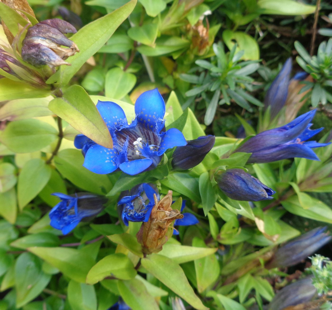 Image of Gentiana septemfida specimen.