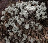 Asteraceae