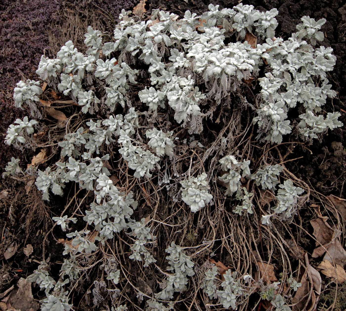 Image of familia Asteraceae specimen.