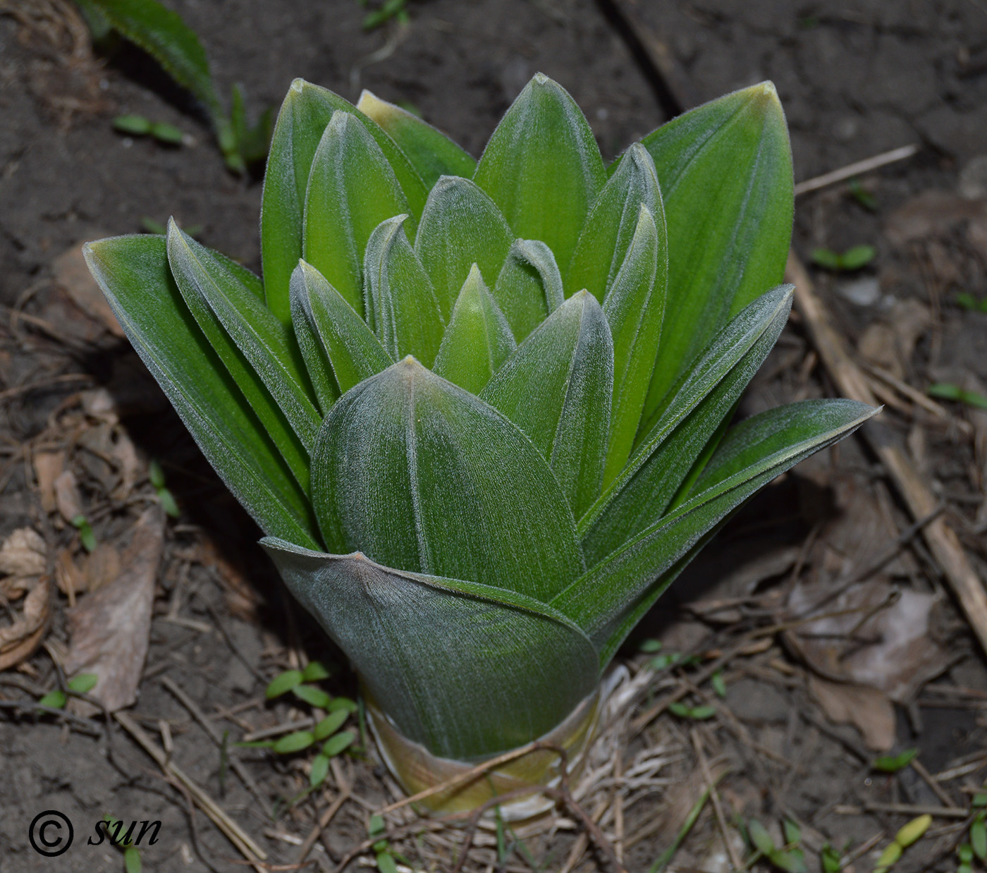 Изображение особи Eremurus robustus.