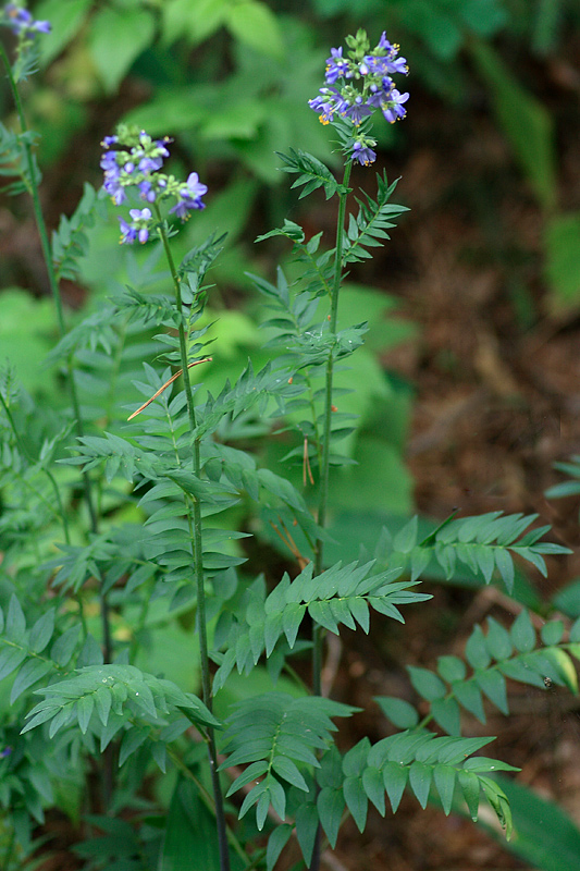 Изображение особи Polemonium caeruleum.