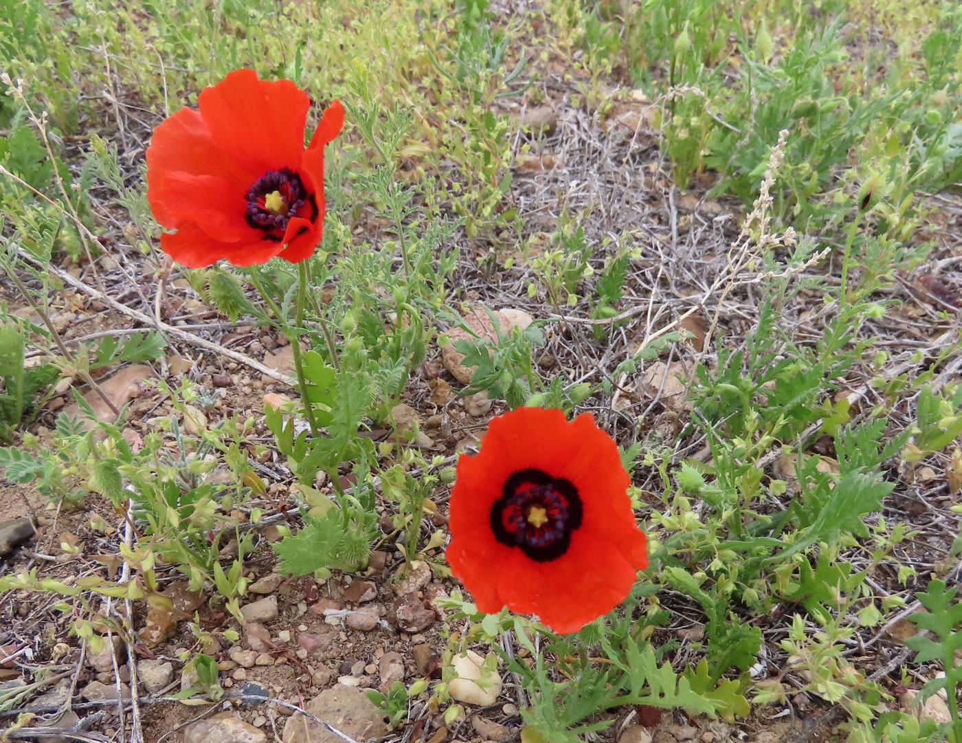 Изображение особи Papaver pavoninum.