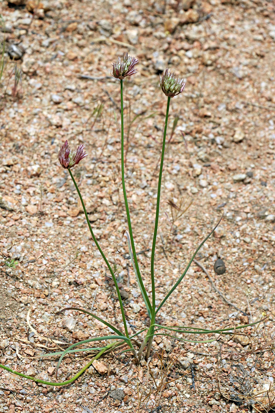 Изображение особи Allium inconspicuum.