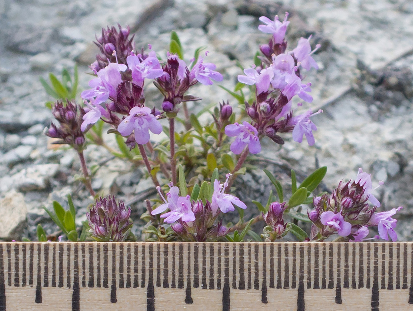 Image of Thymus sessilifolius specimen.