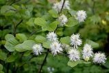 Fothergilla major