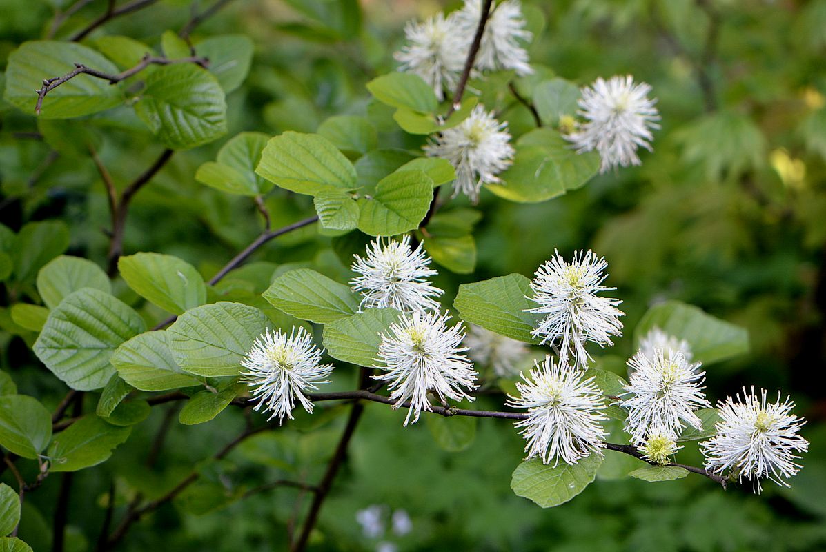 Image of Fothergilla major specimen.