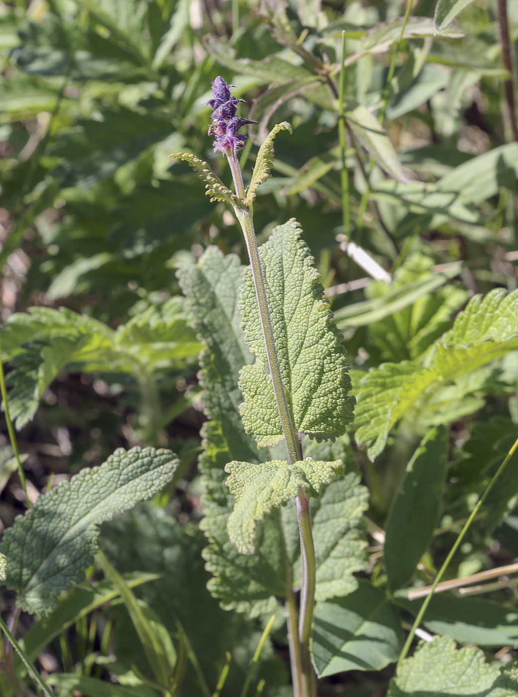 Image of Salvia stepposa specimen.