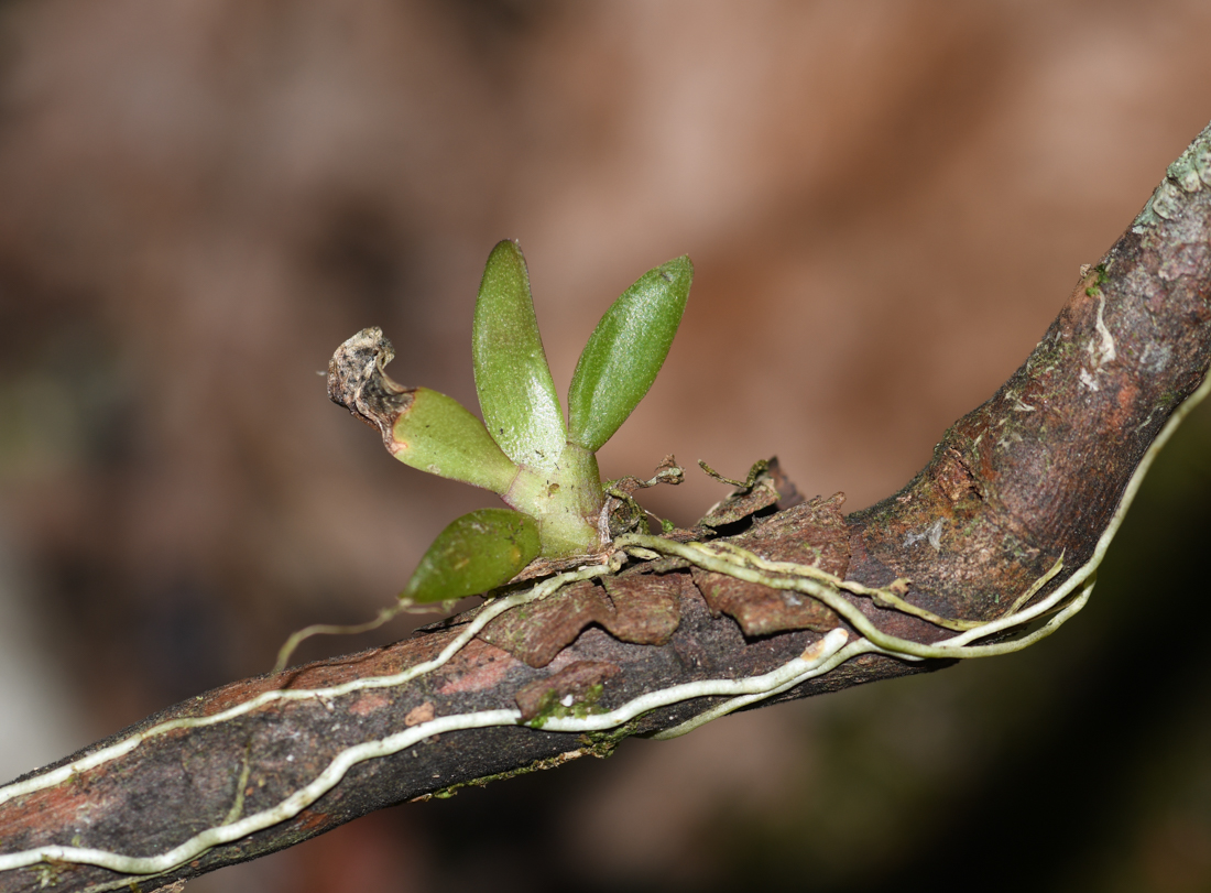 Image of familia Orchidaceae specimen.