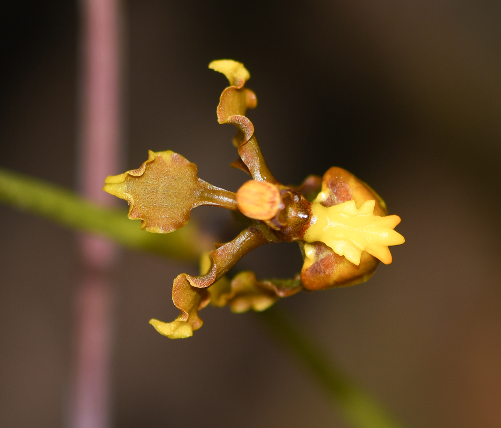 Изображение особи Cyrtochilum cimiciferum.