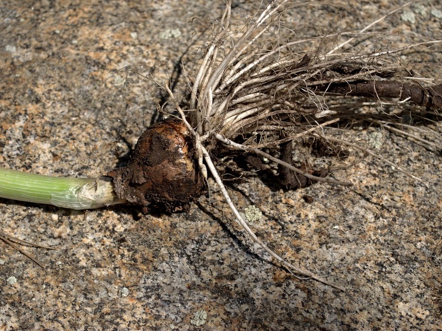 Image of Allium altaicum specimen.