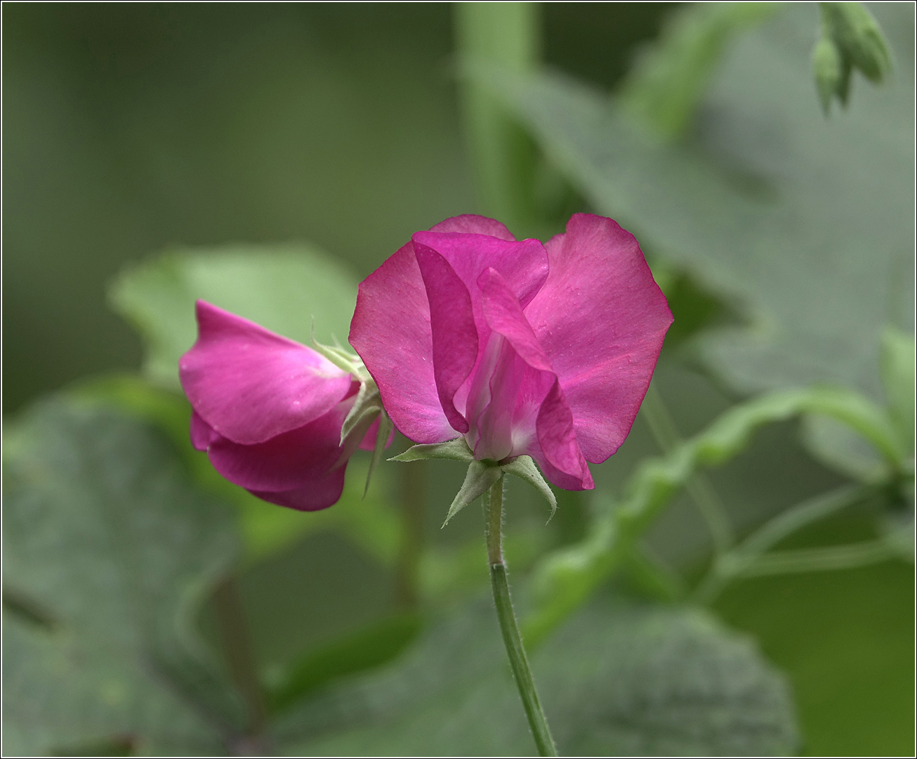 Изображение особи Lathyrus odoratus.