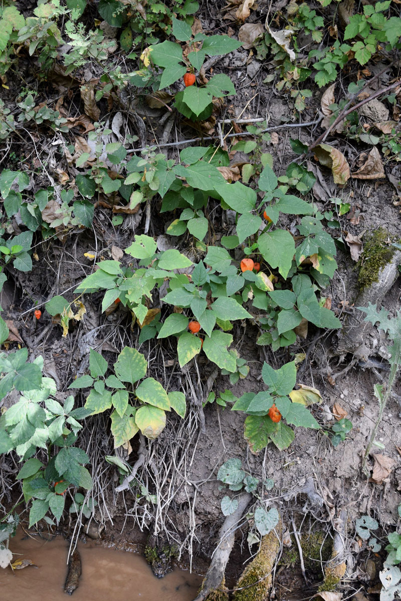 Image of Alkekengi officinarum specimen.