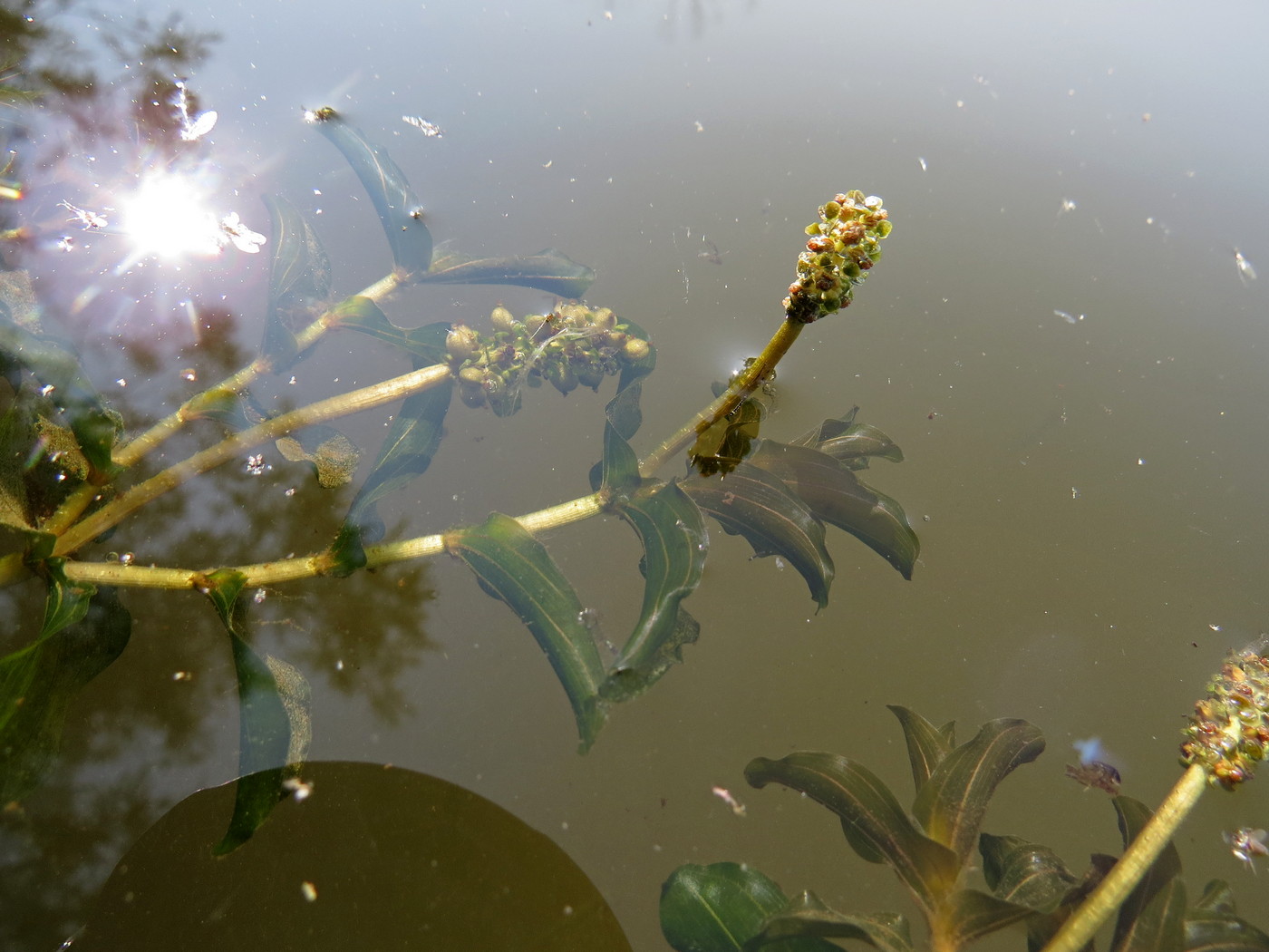 Изображение особи Potamogeton perfoliatus.