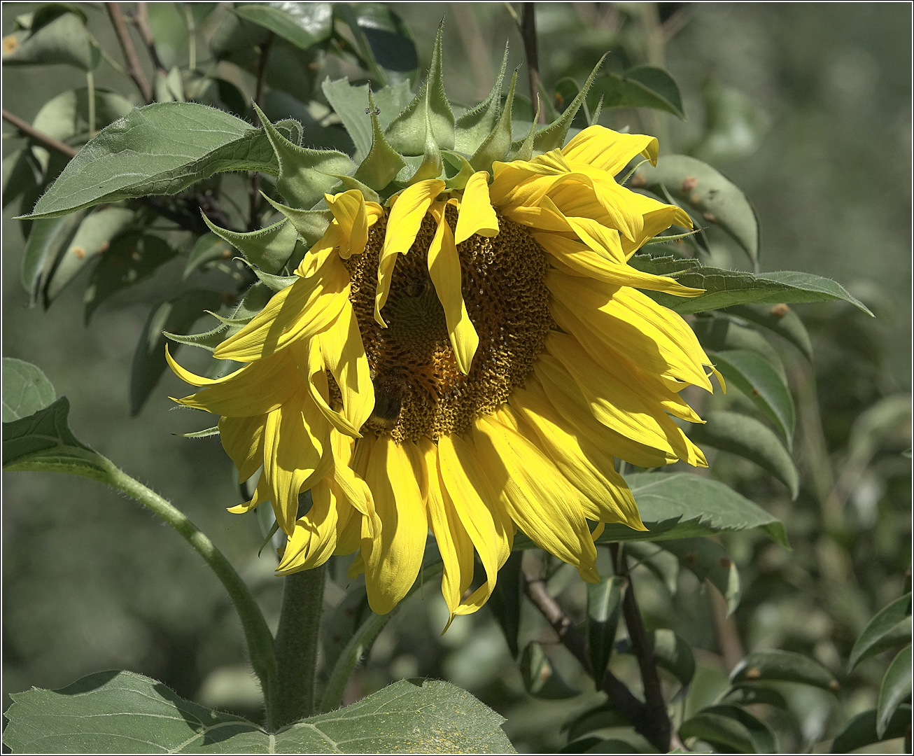 Image of Helianthus annuus specimen.
