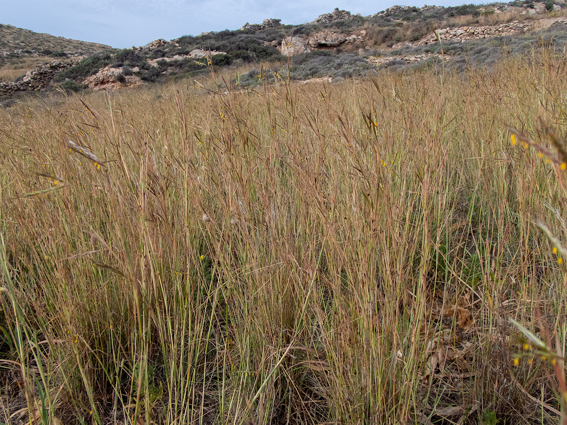 Image of Hyparrhenia hirta specimen.