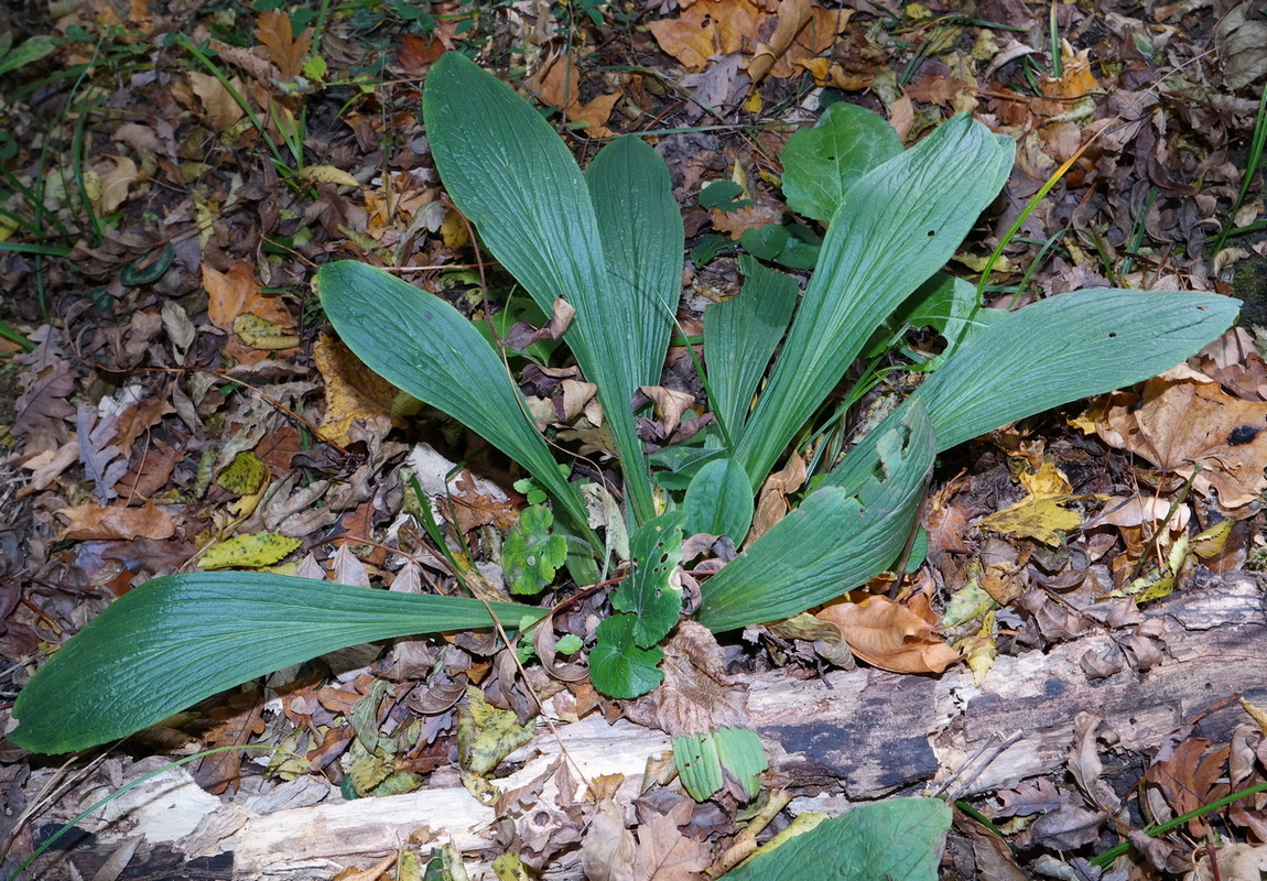 Изображение особи Digitalis schischkinii.