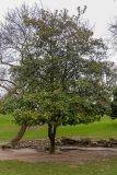 Magnolia grandiflora. Плодоносящее дерево. Франция, г. Париж, парк \"Бют-Шомон\", в озеленении. 13.01.2020.