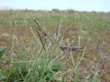 Cynodon dactylon