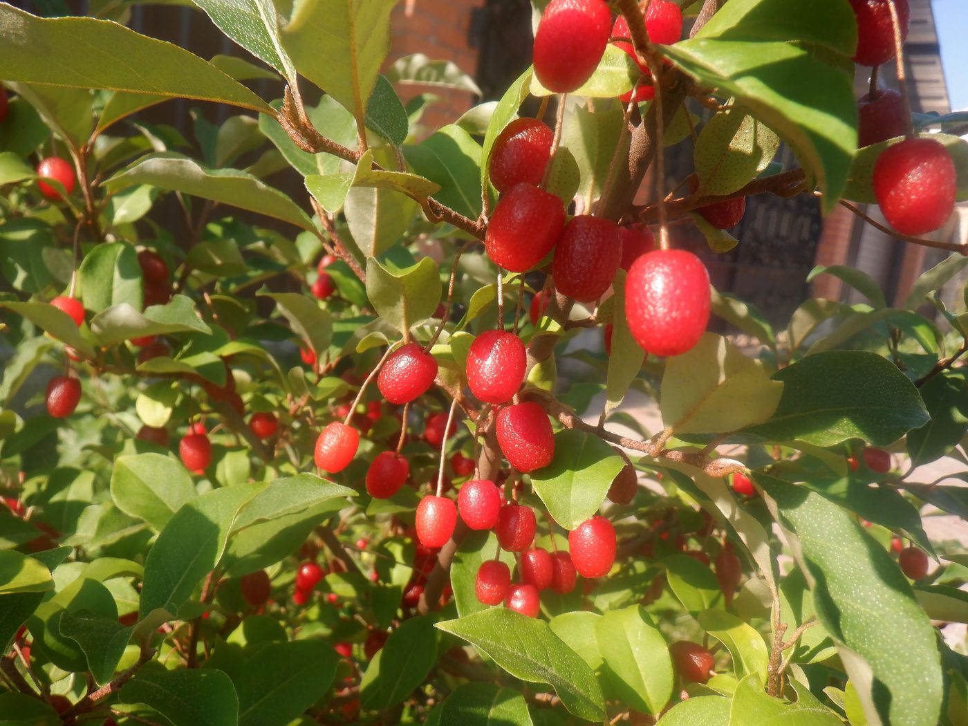 Image of Elaeagnus multiflora specimen.