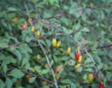 Berberis thunbergii