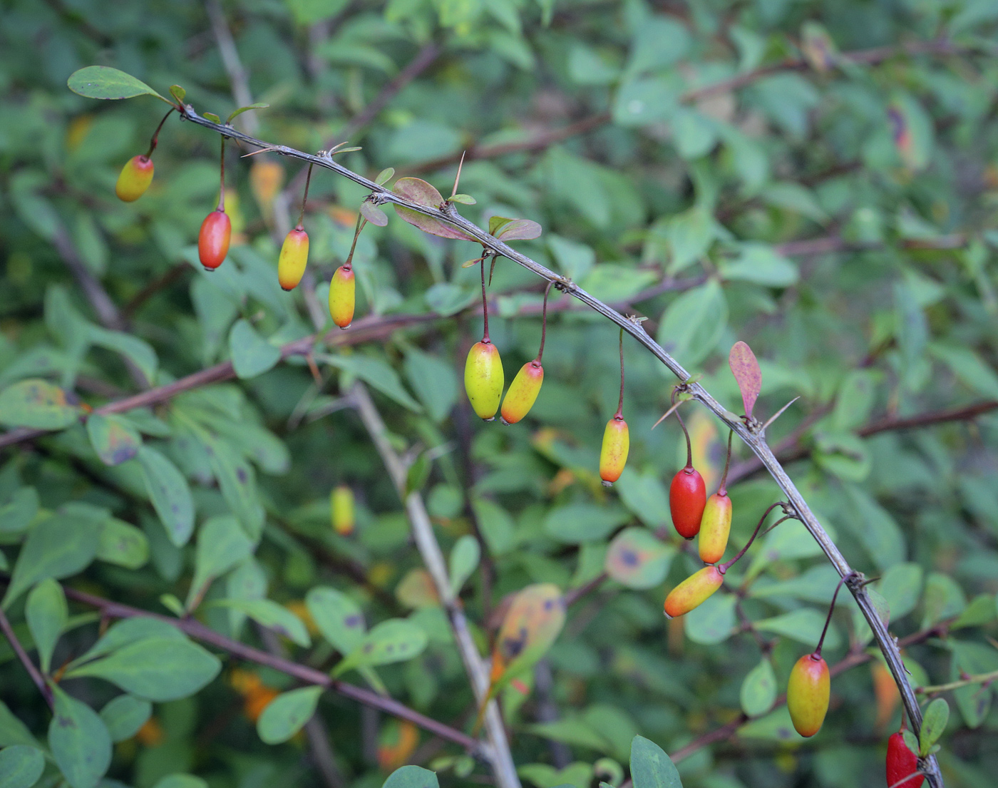 Изображение особи Berberis thunbergii.