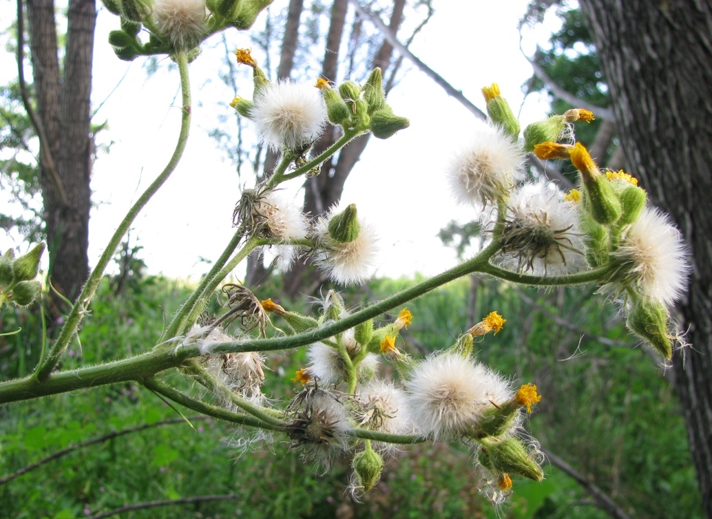 Изображение особи Sonchus palustris.