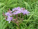 Lactuca sibirica