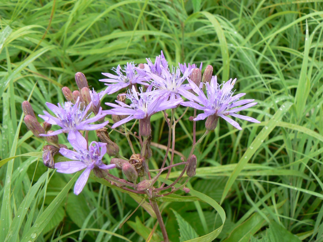 Image of Lactuca sibirica specimen.