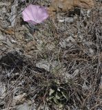 Convolvulus althaeoides подвид tenuissimus