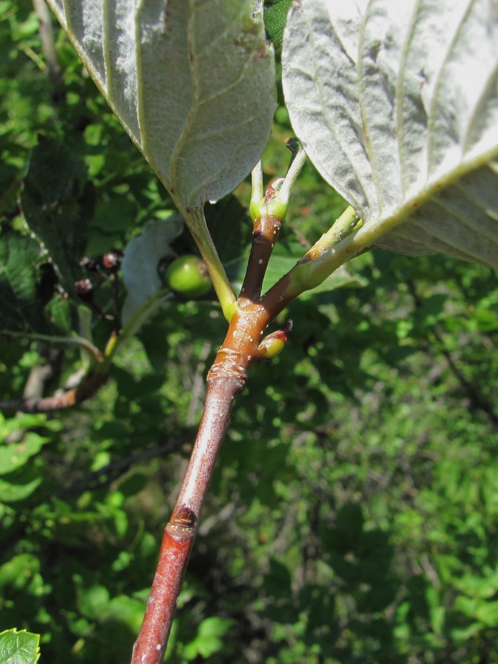 Image of Sorbus graeca specimen.