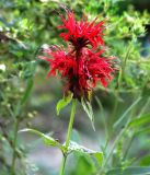 Monarda didyma. Верхушка растения с соцветием. Московская обл., Одинцовский р-н, г. Кубинка, цветник. 13.07.2021.