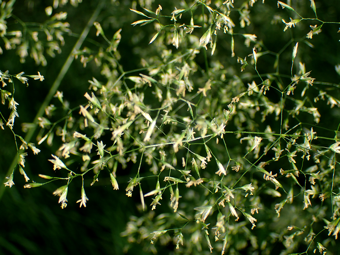 Изображение особи Deschampsia cespitosa.