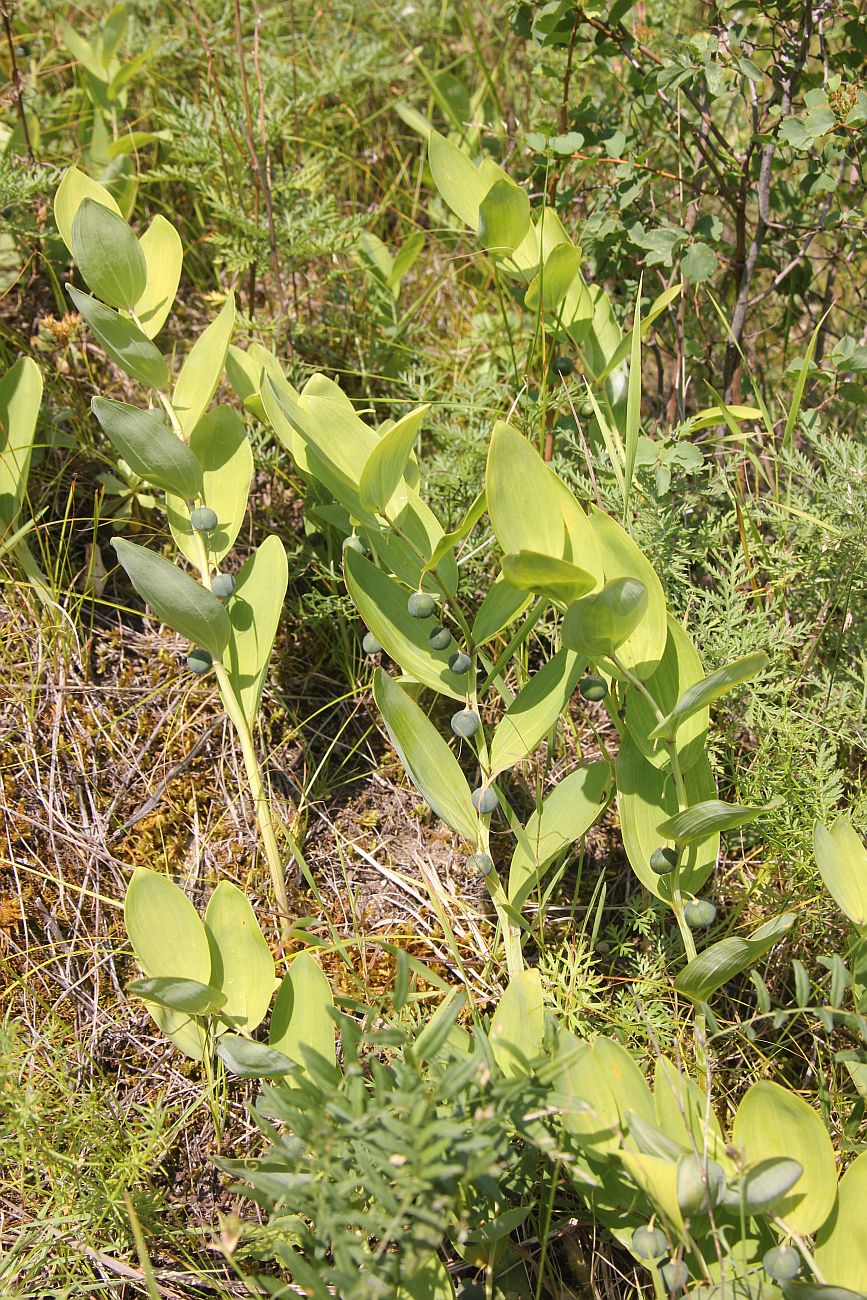 Image of Polygonatum odoratum specimen.