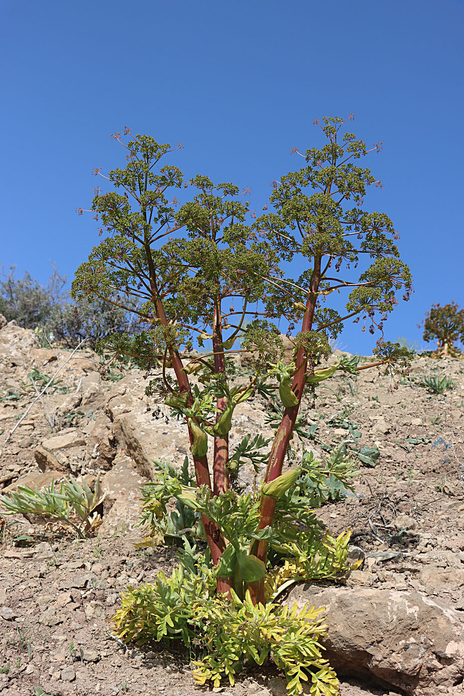 Image of Ferula tadshikorum specimen.