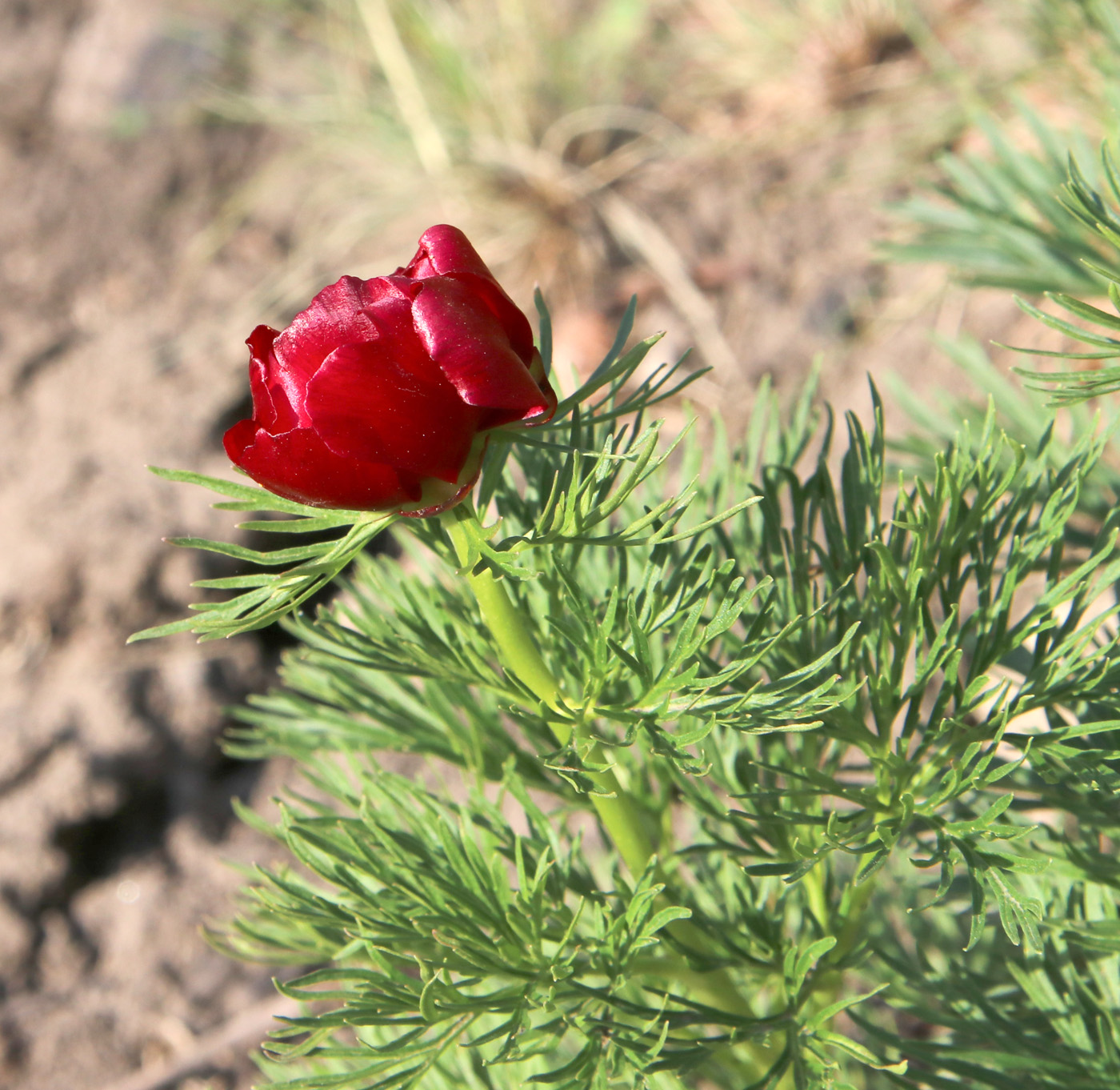 Image of Paeonia tenuifolia specimen.