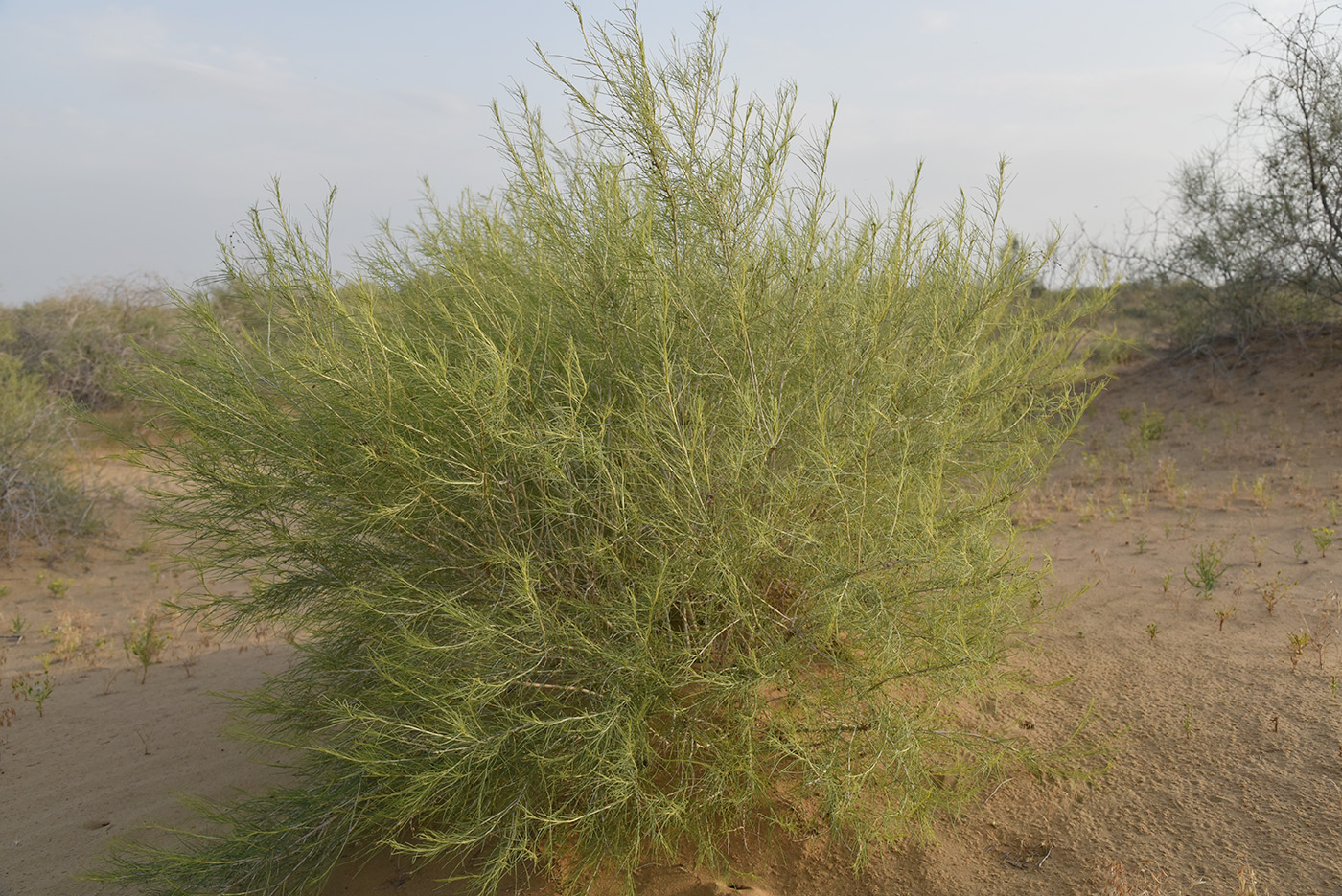 Изображение особи Salsola richteri.