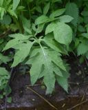 Cirsium oleraceum. Листья в окружении крапивы. Калужская обл., Боровский р-н, правый берег р. Руть в 400 м выше деревни Семичёво, влажный участок в 5 см от воды старицы. 4 июня 2022 г.