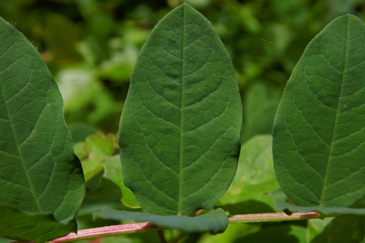 Image of Astragalus glycyphyllos specimen.