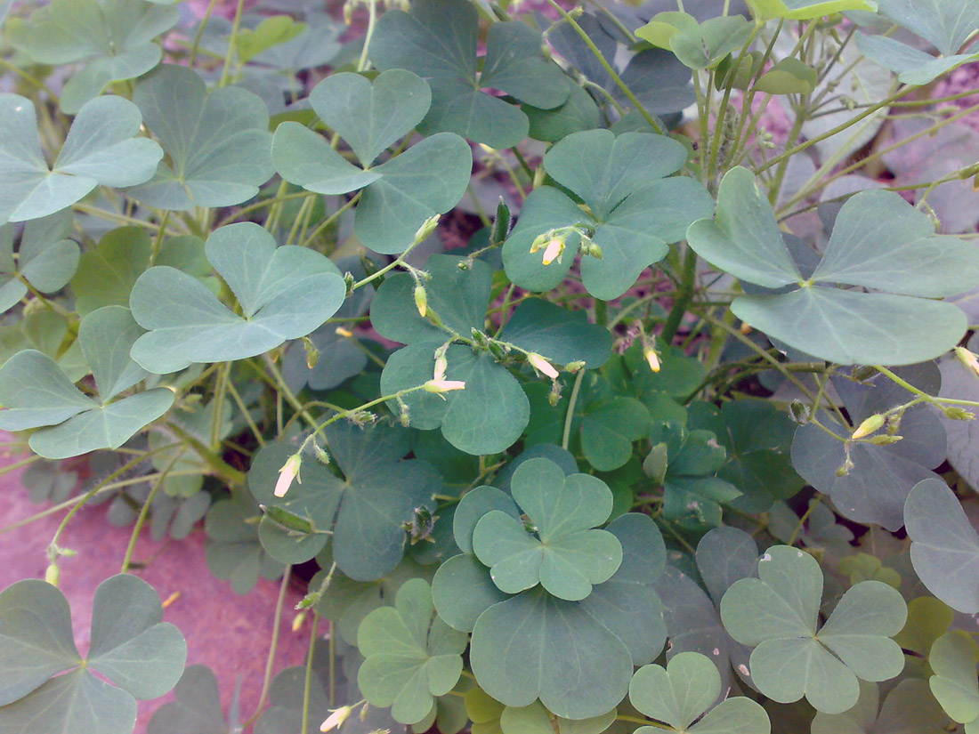 Image of Oxalis stricta specimen.