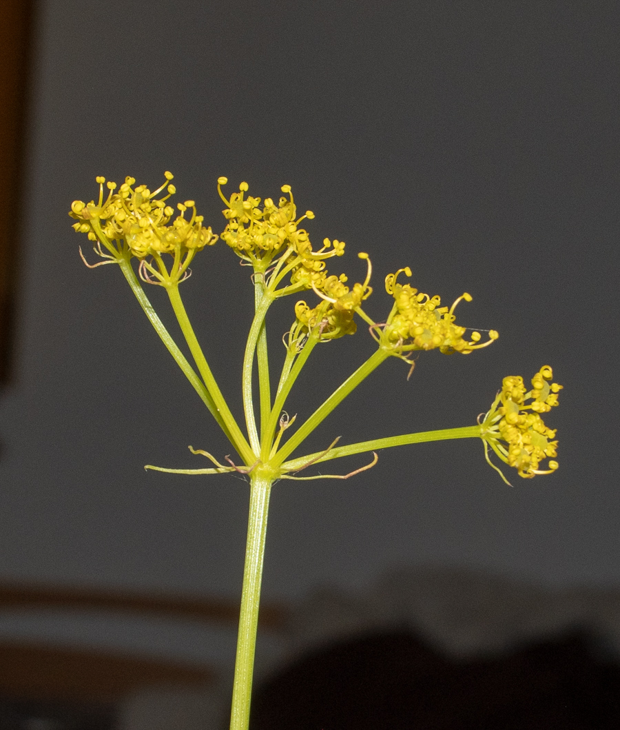 Image of Prangos ferulacea specimen.