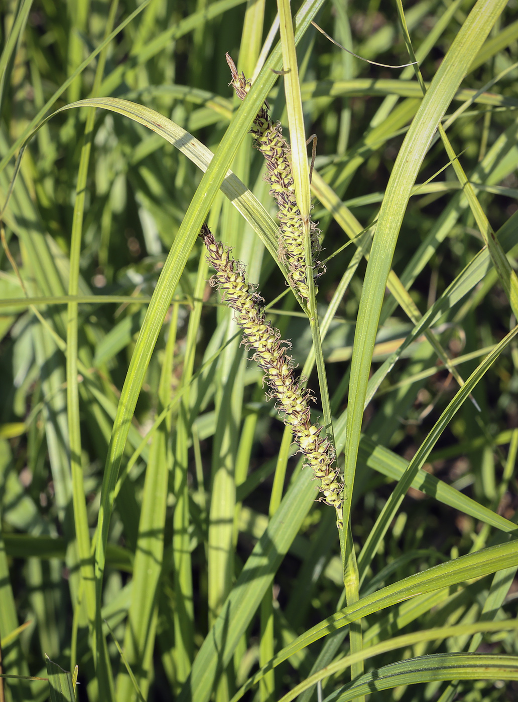 Изображение особи Carex nigra.