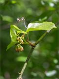 Smilax excelsa. Часть побега с соцветиями в бутонах. Абхазия, Гудаутский р-н, Мюссерский заповедник, широколиственный лес, обочина дороги. 16.05.2021.