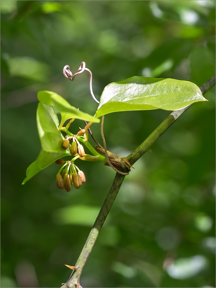 Image of Smilax excelsa specimen.