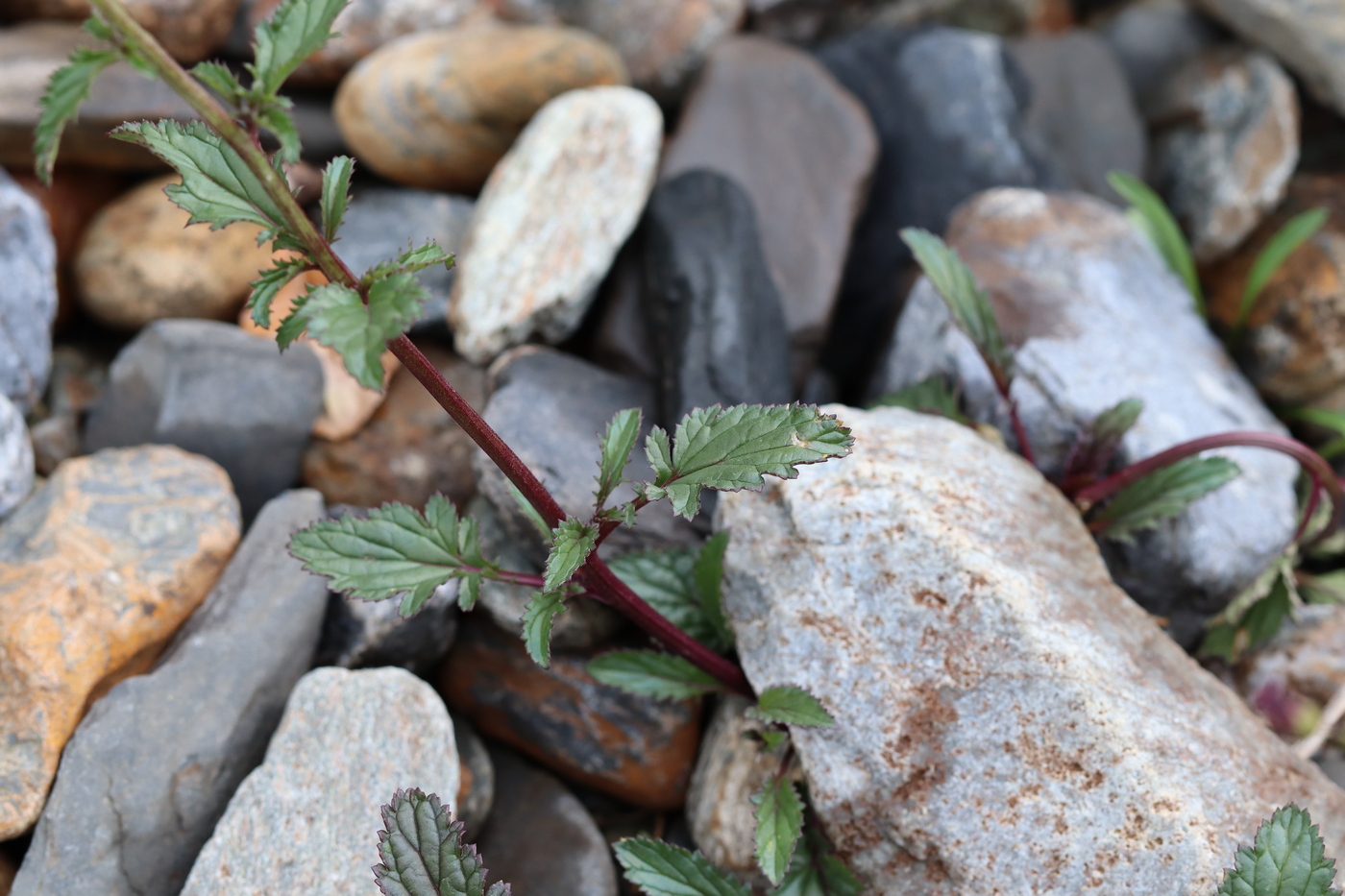 Изображение особи Scrophularia incisa.