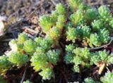 Sedum subspecies bithynicum