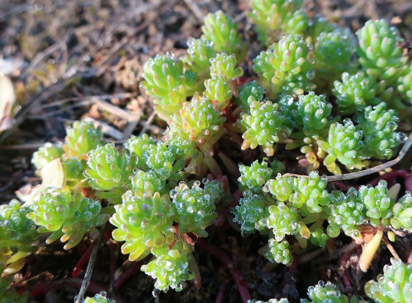 Image of Sedum pallidum ssp. bithynicum specimen.